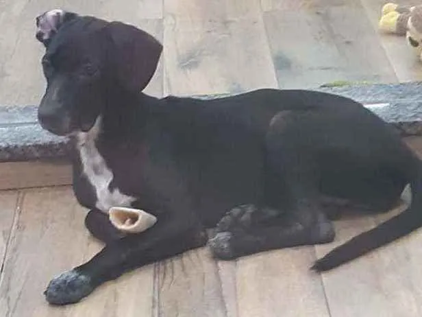 Cachorro ra a SRD idade 7 a 11 meses nome Estrela