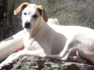Cachorro ra a SRD idade 7 a 11 meses nome Pipoca