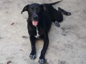 Cachorro raça SRD idade 7 a 11 meses nome Sol