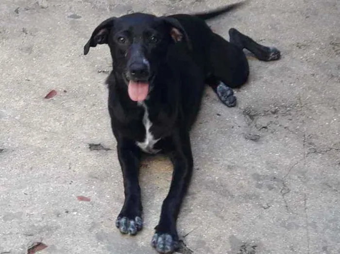 Cachorro ra a SRD idade 7 a 11 meses nome Sol