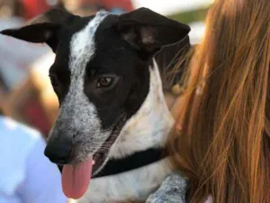 Cachorro raça SRD idade 7 a 11 meses nome Lua
