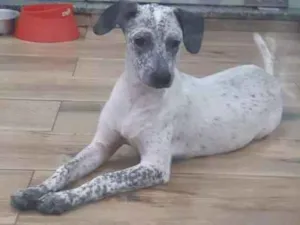 Cachorro raça SRD idade 7 a 11 meses nome Lupita