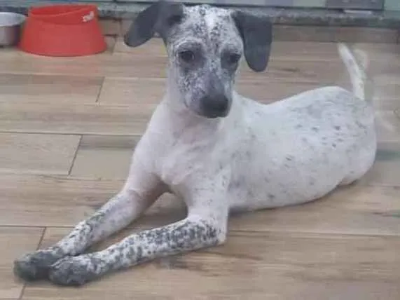Cachorro ra a SRD idade 7 a 11 meses nome Lupita