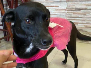 Cachorro raça SRD idade 2 anos nome Pretinha