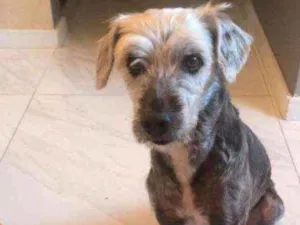 Cachorro raça SRD idade 6 ou mais anos nome Flokinho