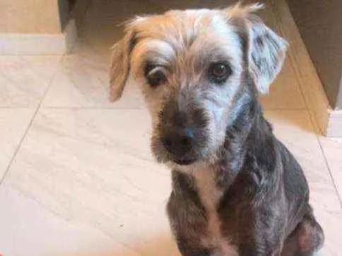 Cachorro ra a SRD idade 6 ou mais anos nome Flokinho