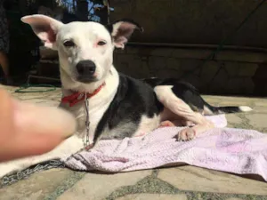 Cachorro raça SRD idade 2 anos nome Margoth