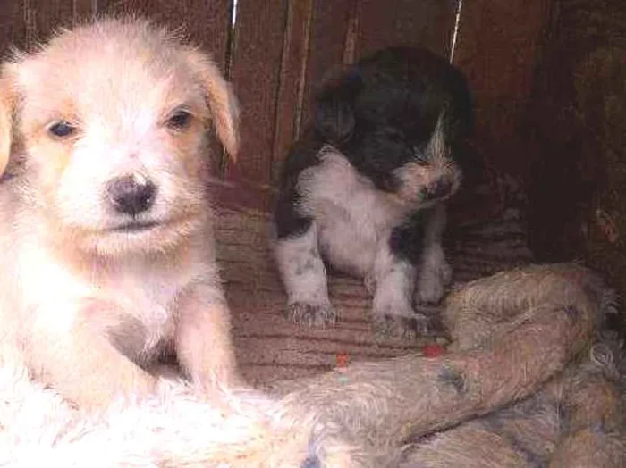 Cachorro ra a Poodle com pinscher idade Abaixo de 2 meses nome Bolinha e roby