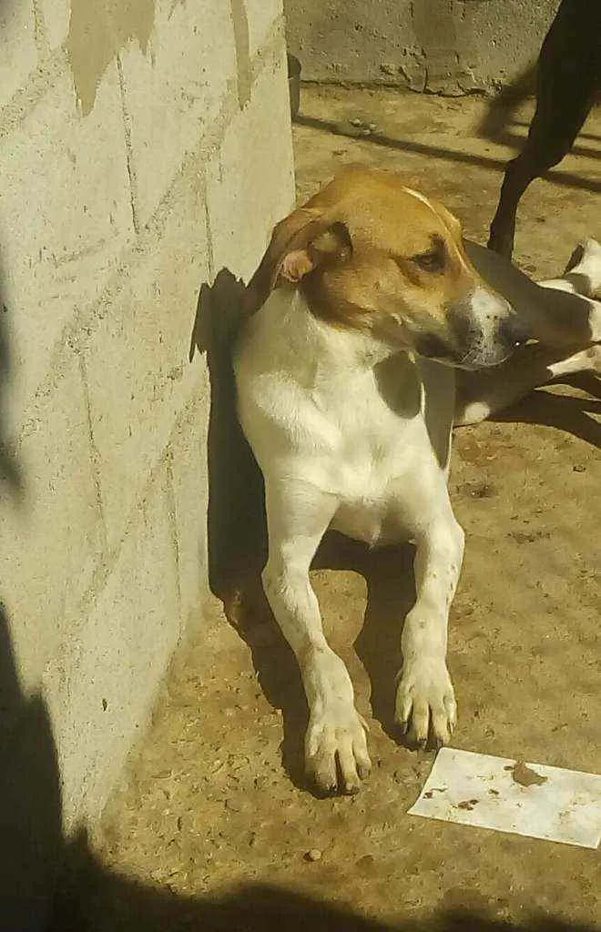 Cachorro raça Srd idade 2 anos nome Fred