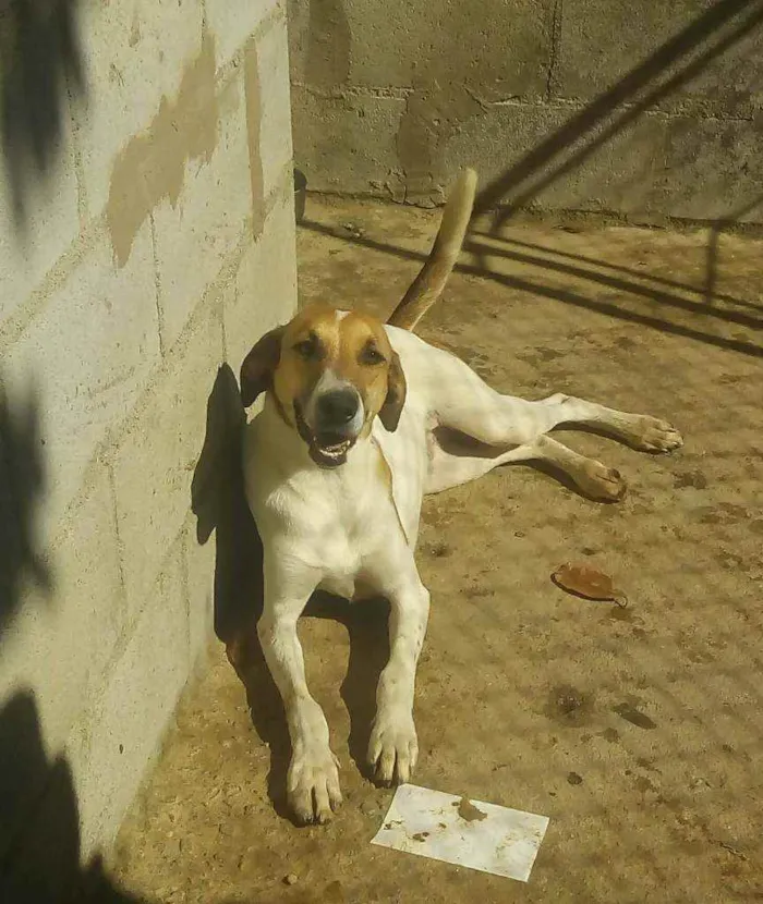 Cachorro raça Srd idade 2 anos nome Fred