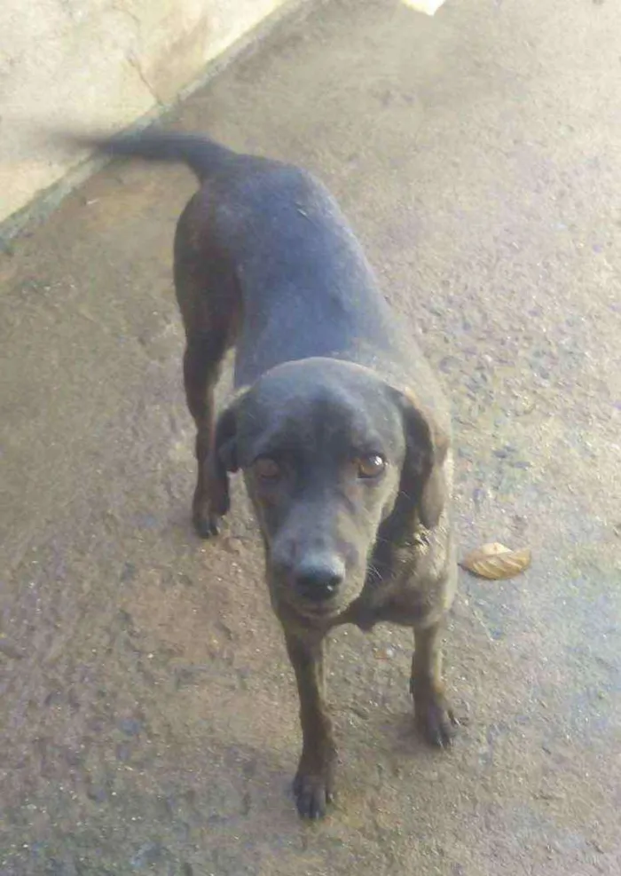 Cachorro raça Srd idade 1 ano nome Kiara Pantera