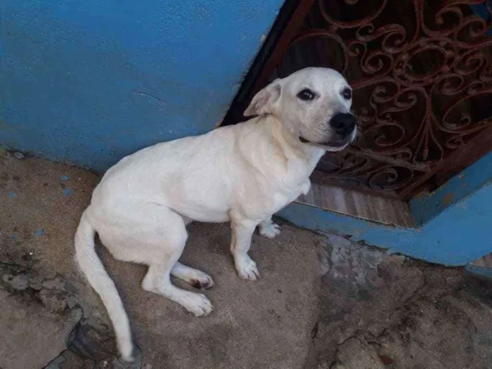 Cachorro ra a SRD idade 7 a 11 meses nome Max