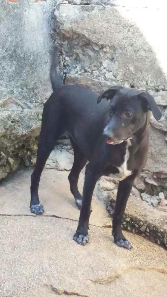 Cachorro ra a SRD idade 7 a 11 meses nome Sol