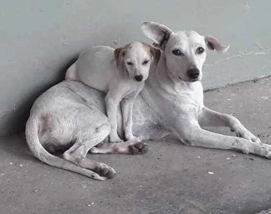 Cachorro ra a SRD idade 1 ano nome Princesa