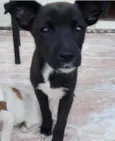 Pretinha