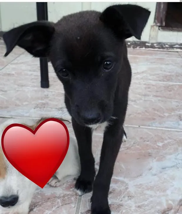 Cachorro ra a Vira lata idade 2 a 6 meses nome Pretinha