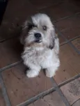 Megue
