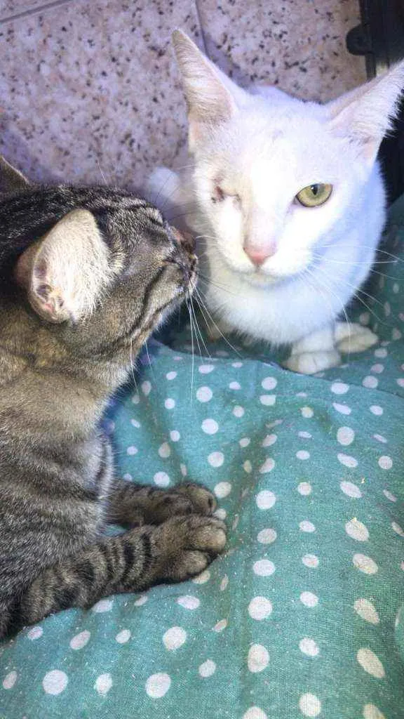 Gato ra a SRD idade 1 ano nome Vida