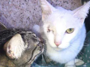 Gato raça SRD idade 1 ano nome Vida