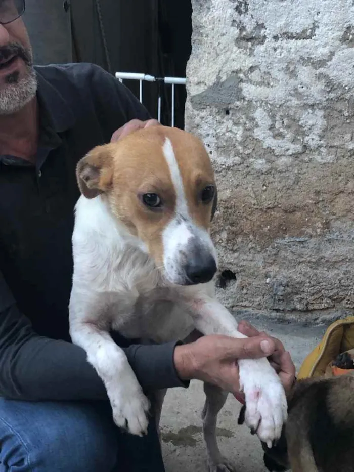 Cachorro ra a SRD idade 2 anos nome Godofredo 