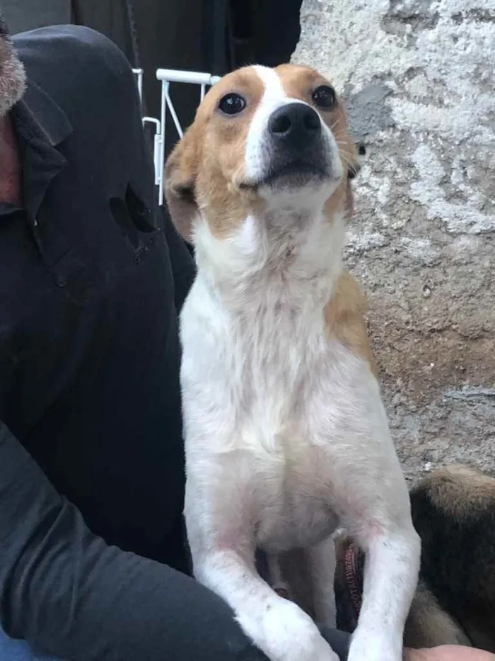 Cachorro ra a SRD idade 2 anos nome Godofredo 
