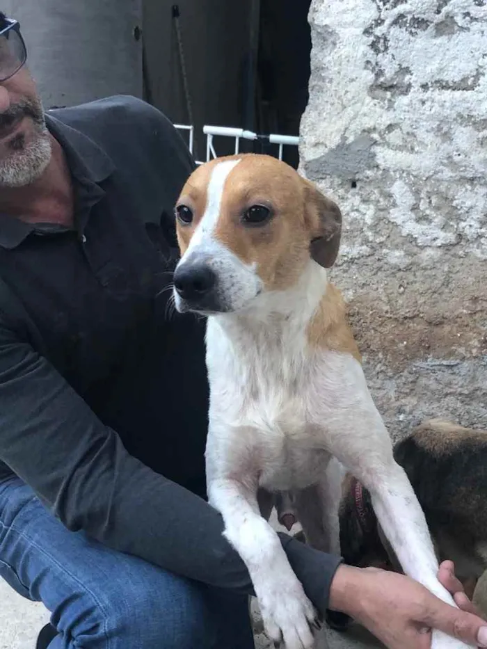 Cachorro ra a SRD idade 2 anos nome Godofredo 