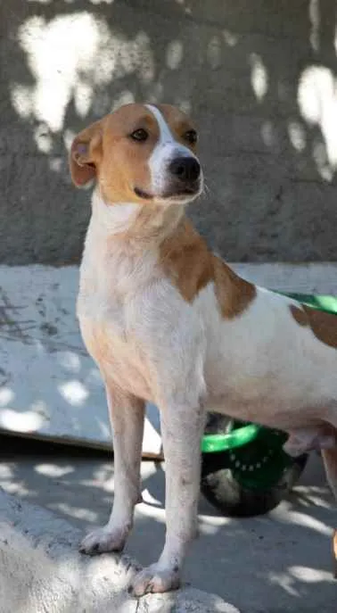 Cachorro ra a SRD idade 2 anos nome Godofredo 