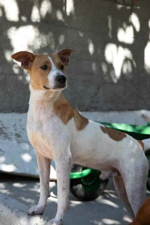 Cachorro ra a SRD idade 2 anos nome Godofredo 