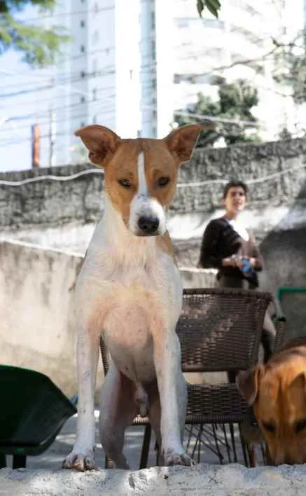 Cachorro ra a SRD idade 2 anos nome Godofredo 