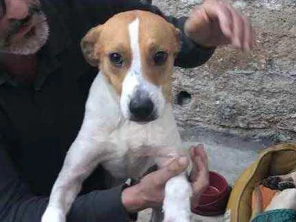 Cachorro ra a SRD idade 2 anos nome Godofredo 