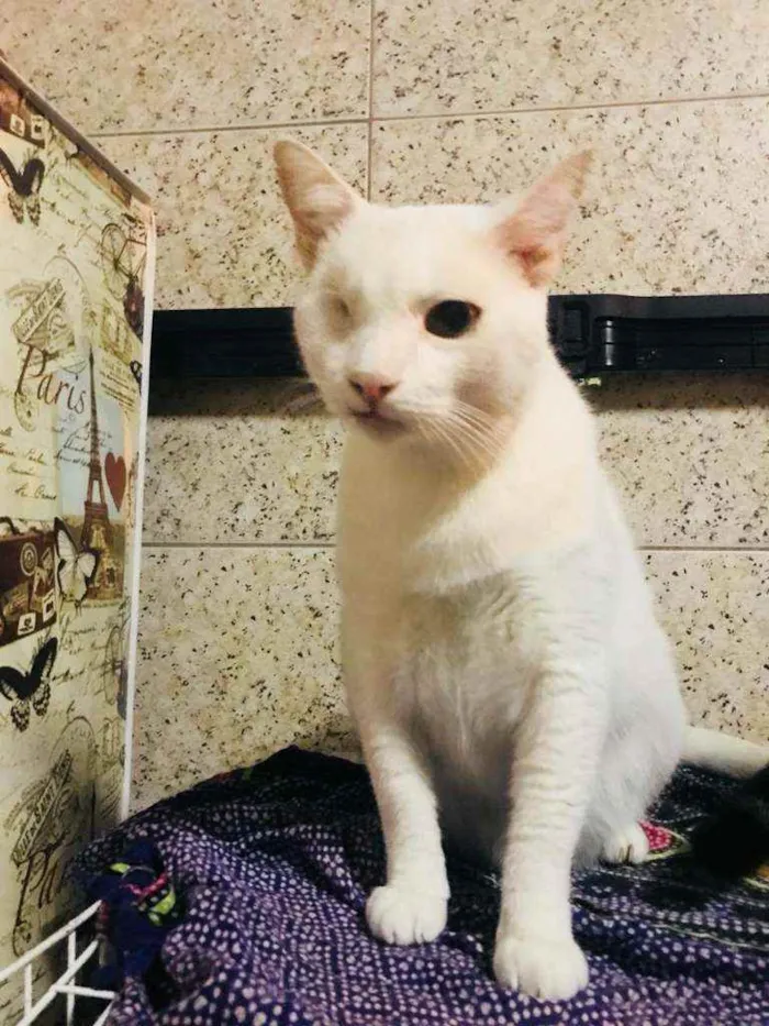 Gato ra a SRD idade 2 anos nome Arnaldo 