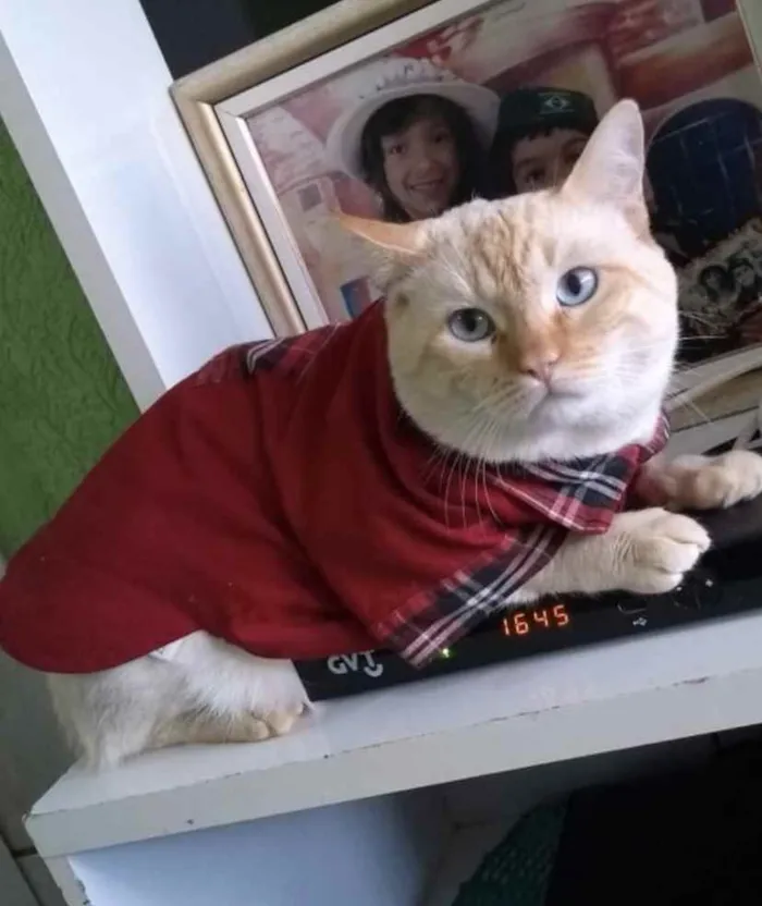 Gato ra a SRD idade 5 anos nome Bebê 