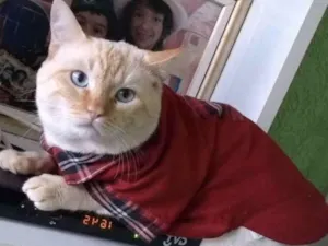 Gato raça SRD idade 5 anos nome Bebê 