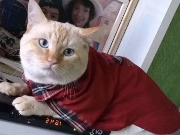 Gato ra a SRD idade 5 anos nome Bebê 
