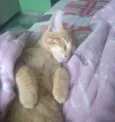 Apólo 