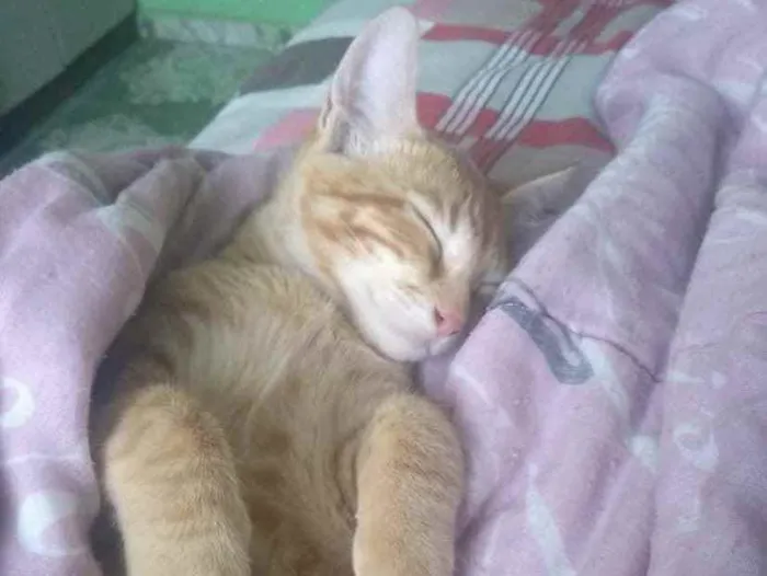 Gato ra a SRD idade 4 anos nome Apólo 