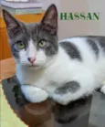 Hassan