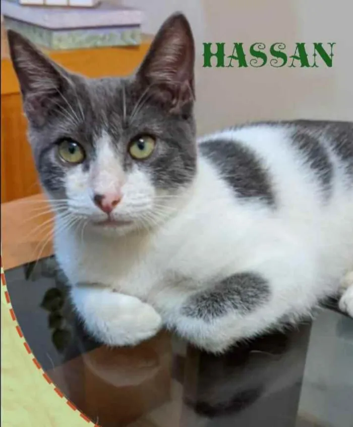Gato ra a SRD idade 2 a 6 meses nome Hassan