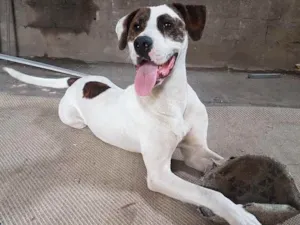 Cachorro raça SRD  idade 7 a 11 meses nome Heros