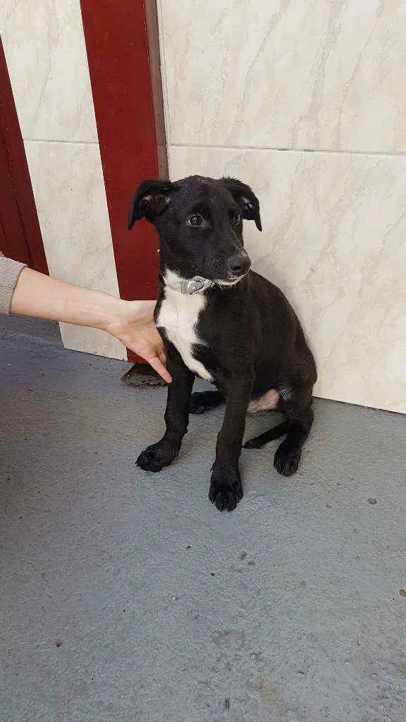 Cachorro ra a SRD  idade 2 a 6 meses nome Henrique
