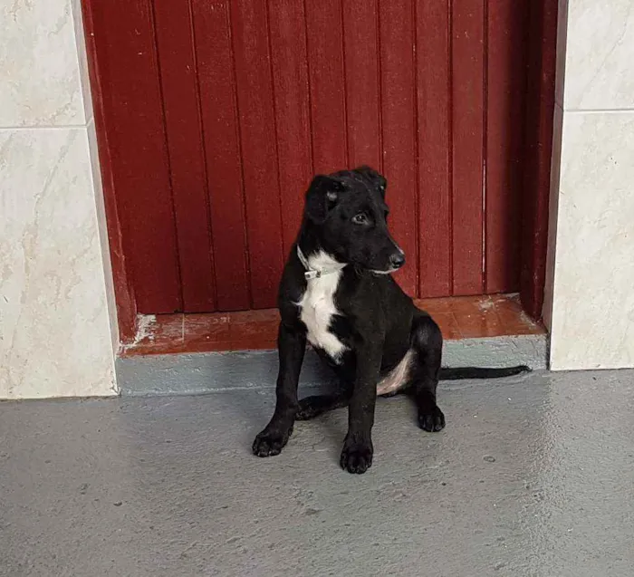 Cachorro ra a SRD  idade 2 a 6 meses nome Henrique