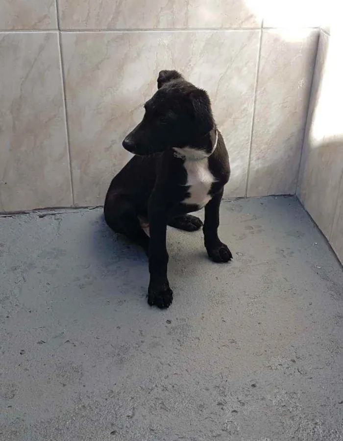 Cachorro ra a SRD  idade 2 a 6 meses nome Henrique