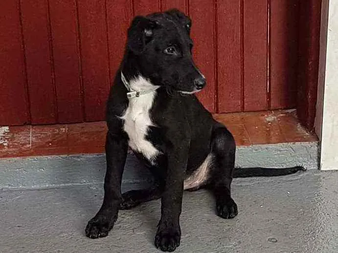 Cachorro ra a SRD  idade 2 a 6 meses nome Henrique
