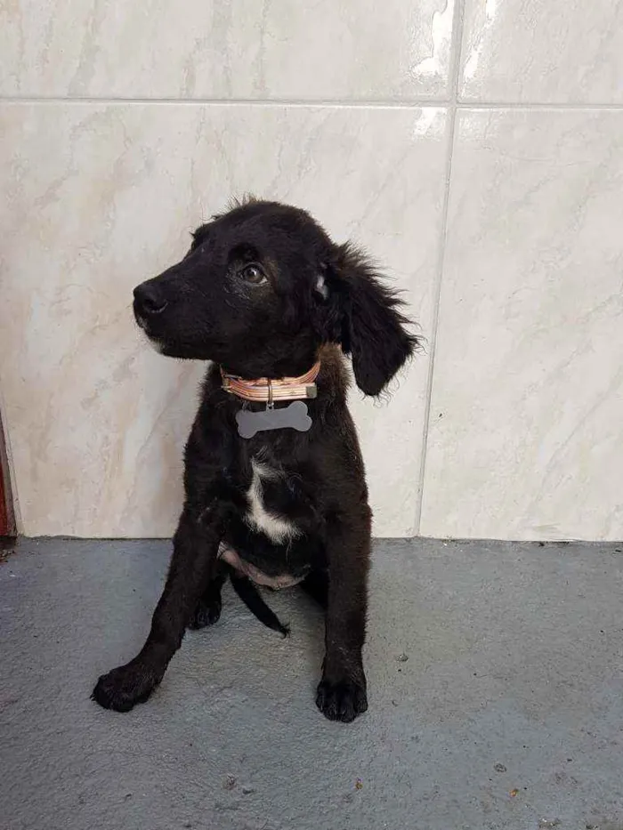Cachorro ra a SRD  idade 2 a 6 meses nome Clara 