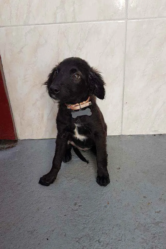 Cachorro ra a SRD  idade 2 a 6 meses nome Clara 