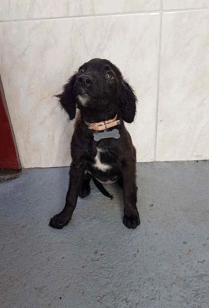 Cachorro ra a SRD  idade 2 a 6 meses nome Clara 