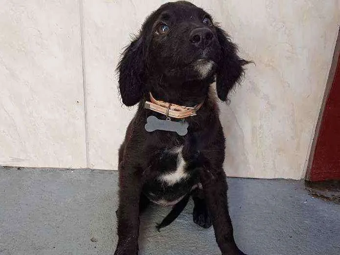 Cachorro ra a SRD  idade 2 a 6 meses nome Clara 