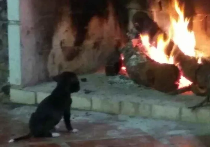 Cachorro ra a Não definida idade 2 a 6 meses nome Luigi, Mario, Bia, L