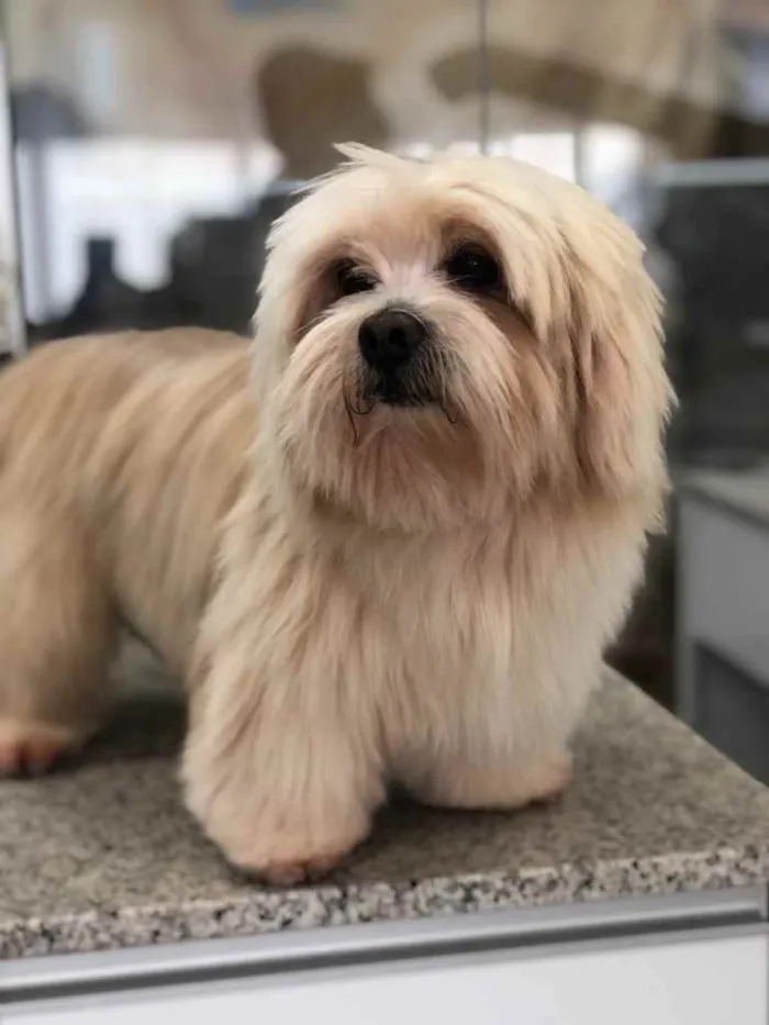 Cachorro ra a Lhasa Apso idade 2 anos nome PERDIDO