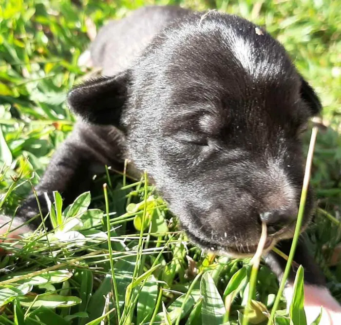 Cachorro ra a Não definida idade 2 a 6 meses nome Luigi, Mario, Bia, L